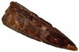 Fossil Spinosaurus Tooth - Real Dinosaur Tooth #350100-1